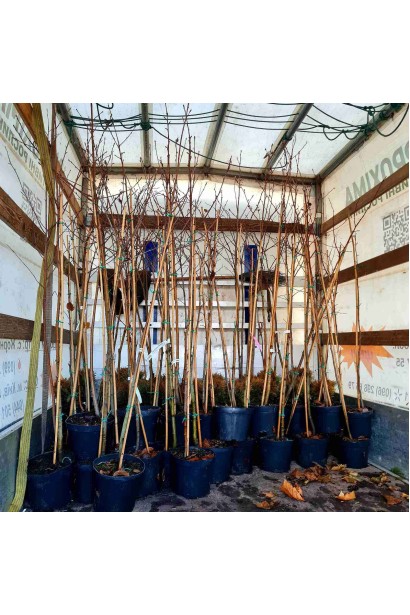 Горобина круглолиста - 12л/вис.180-220см/Ø20-30см